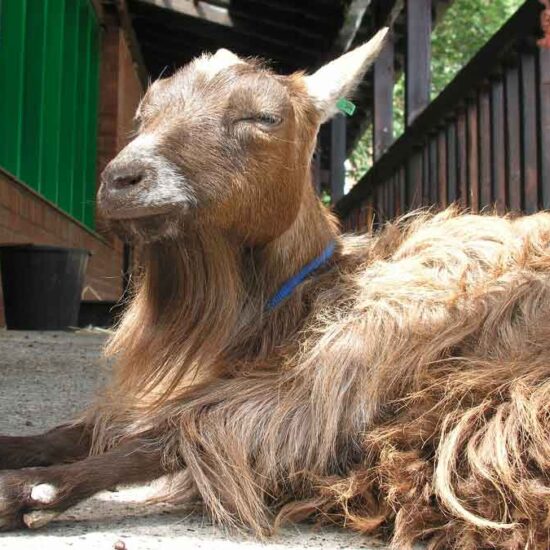 A shaggy-haired brown goat with a beard and horns lies resting on a concrete at Rice Lane Farm, squinting its eyes in the sun.