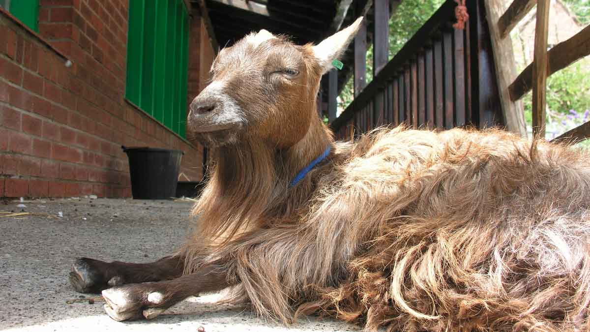 A shaggy-haired brown goat with a beard and horns lies resting on a concrete at Rice Lane Farm, squinting its eyes in the sun.