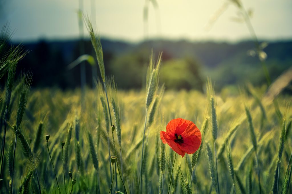 Rememberance Day